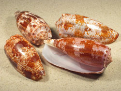 Conus geographus - Conidae