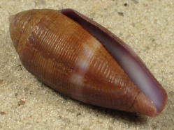 Conus glans - Conidae