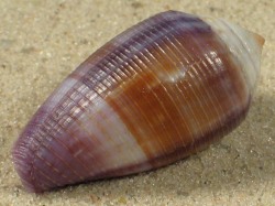 Conus glans - Conidae