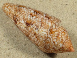 Conus gloriamaris - Conidae