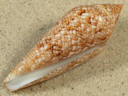 Conus gloriamaris - Conidae