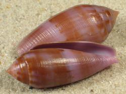 Conus granum - Conidae