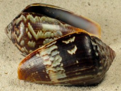Conus guinaicus - Conidae