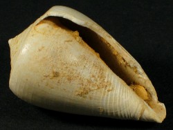 Conus ixion - Conidae