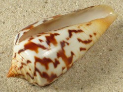 Conus janus - Conidae