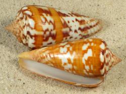 Conus janus - Conidae