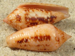 Conus legatus - Conidae