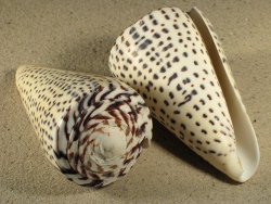 Conus leopardus - Conidae