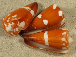 Conus litoglyphus - Conidae