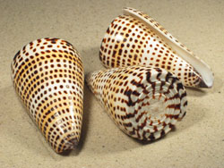 Conus litteratus - Conidae