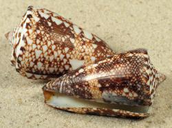 Conus locumtenens - Conidae