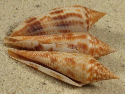 Conasprella longurionis - Conidae