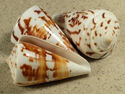 Conus malacanus - Conidae
