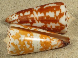 Conus maldivus - Conidae