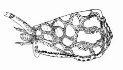 Conus marmoreus - Conidae