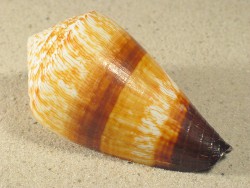 Conus miles - Conidae