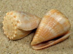 Conus miliaris - Conidae