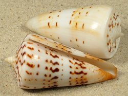 Conus monile - Conidae
