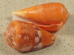 Conus mozambicus - Conidae
