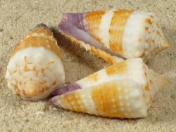 Conus muriculatus - Conidae