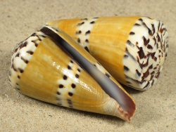 Conus mustelinus - Conidae