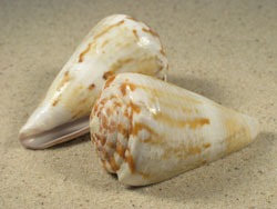 Conus namocanus - Conidae