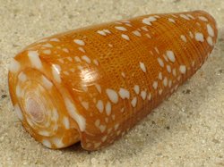 Conus nobilis - Conidae