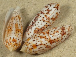 Conus nussatella  - Conidae