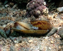 Conus nussatella  - Conidae