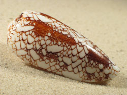 Conus omaria - Conidae