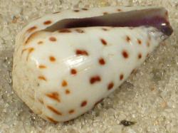 Conus parvatus  - Conidae