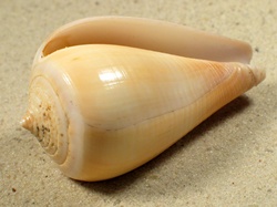 Conus patricius - Conidae