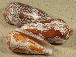Conus pennaceus - Conidae