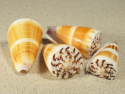 Conus planorbis - Conidae