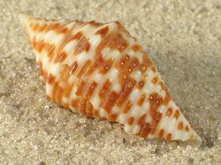 Conus praecellens - Conidae
