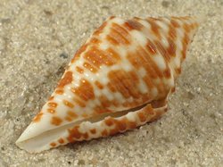Conus praecellens - Conidae