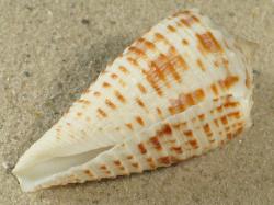 Conus proximus - Conidae