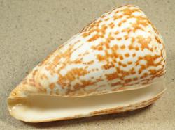 Conus pulcher - Conidae