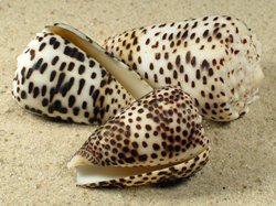 Conus pulicarius - Conidae