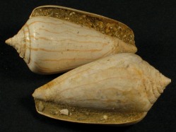 Conus pyrula - Conidae