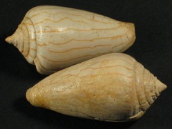 Conus pyrula - Conidae