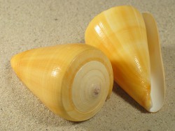 Conus quercinus - Conidae