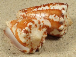 Conus regius - Conidae