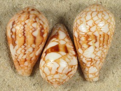 Conus retifer - Conidae