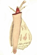 Conus sponsalis - Conidae