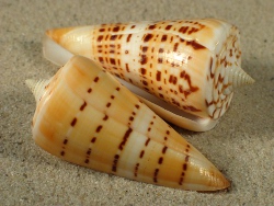 Conus spurius - Conidae