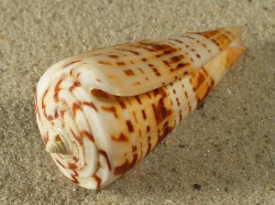 Conus monile - Conidae