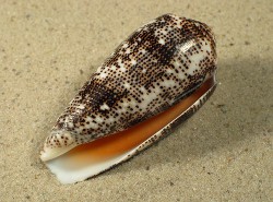Conus stercusmuscarum - Cnidae