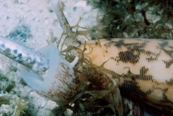 Conus striatus - Conidae