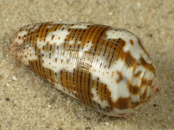 Conus striolatus decurtatus - Conidae